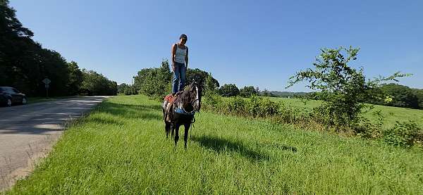 see-pictures-horse