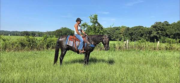 black-see-pictures-horse