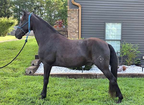 gaited-kentucky-mountain-horse