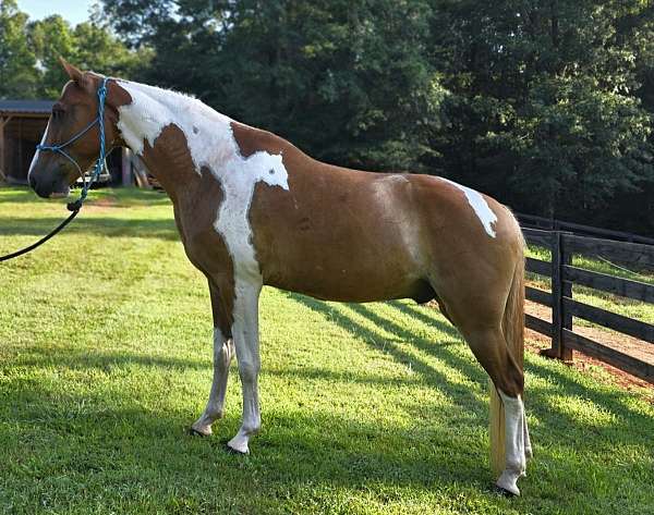 safe-trail-horse-spotted-saddle