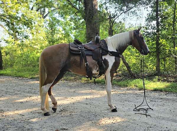sidesaddle-spotted-saddle-horse