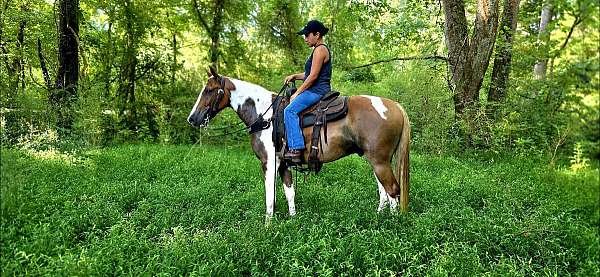 missouri-fox-trot-horse