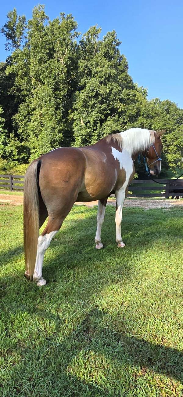 missouri-fox-trot-gelding
