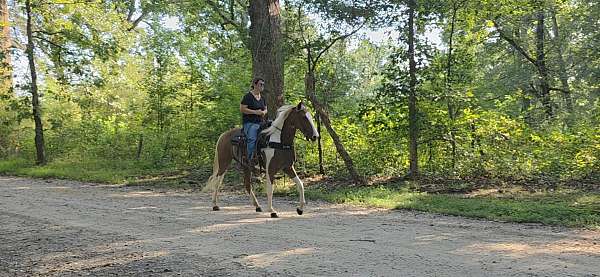 see-pictures-horse