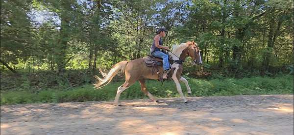 tobiano-see-pictures-horse