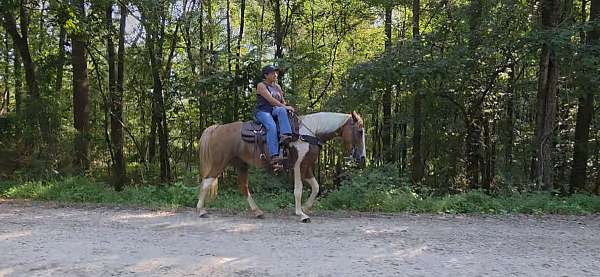 spotted-saddle-horse