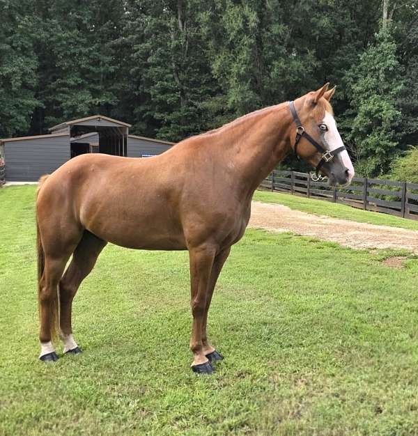 blue-eye-horse-quarter