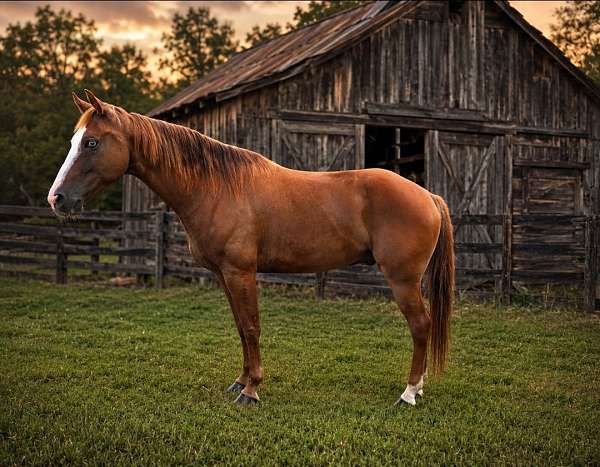 versatile-horse-quarter