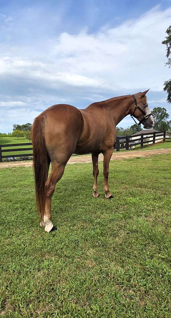 blue-eye-horse-gelding