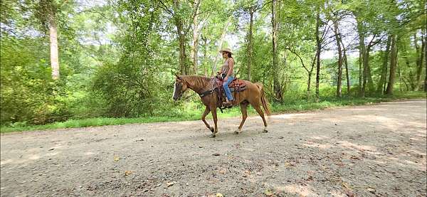 sorrel-classical-horse