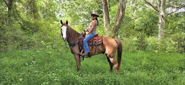 see-pictures-horse