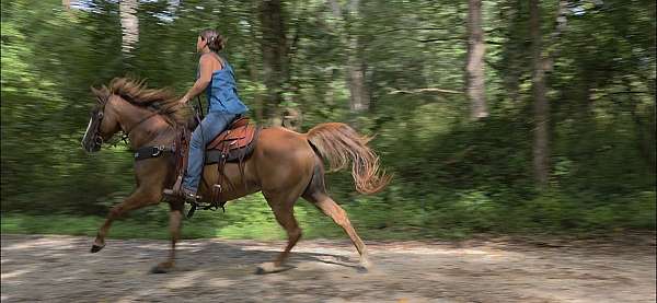 sorrel-see-pictures-horse