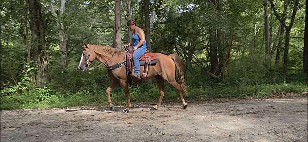 quarter-horse