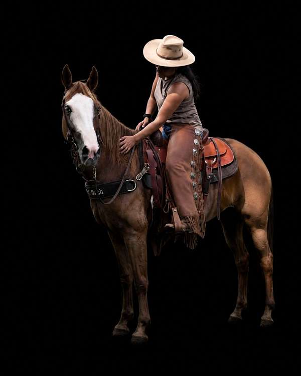 bald-face-quarter-horse