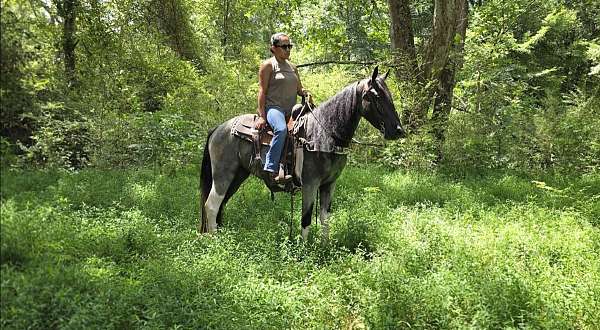 see-pictures-horse