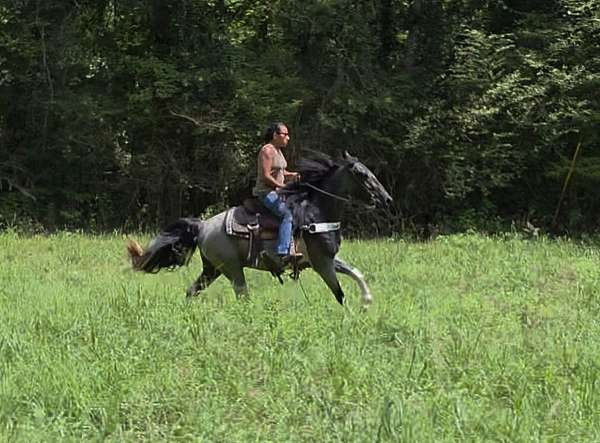 tobiano-see-pictures-horse