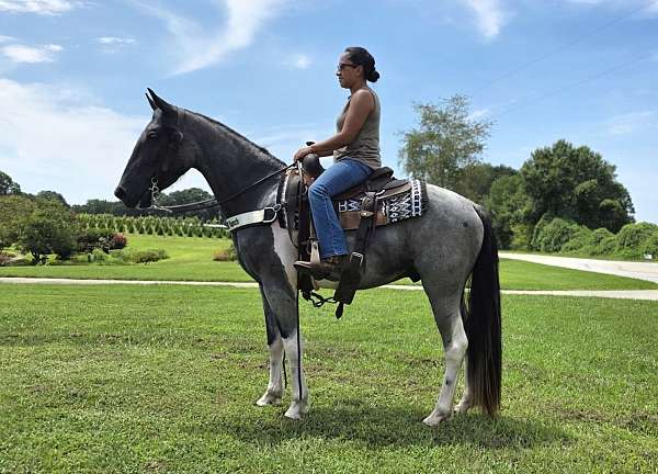 gaited-horse-spotted-saddle