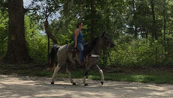 trail-gaited-horse-spotted-saddle