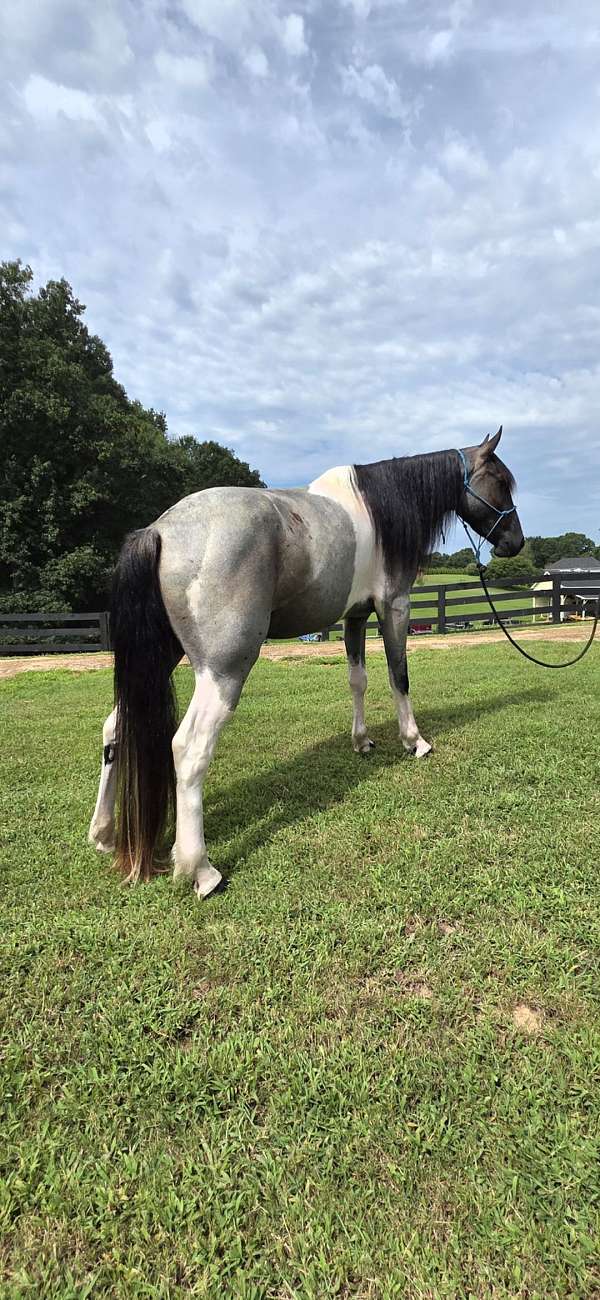 family-horse-spotted-saddle