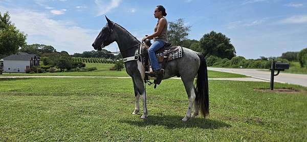 husband-safe-horse-spotted-saddle
