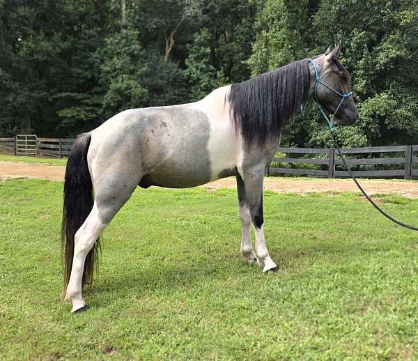 trained-gaited-horse-spotted-saddle