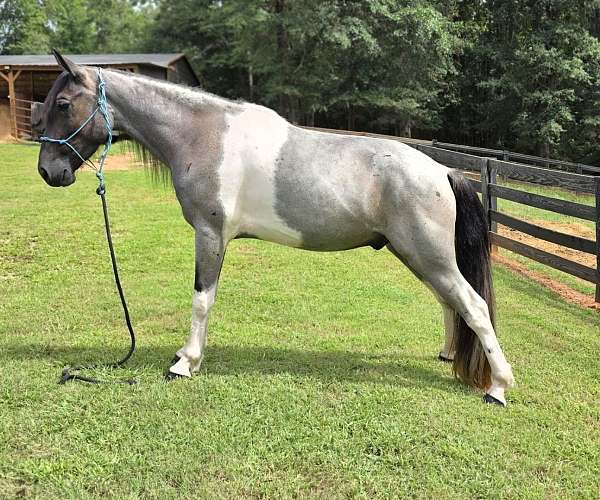 spotted-saddle-horse