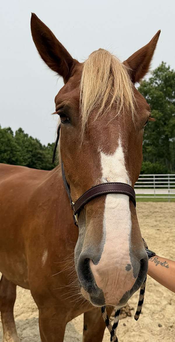 17-hand-belgian-mare