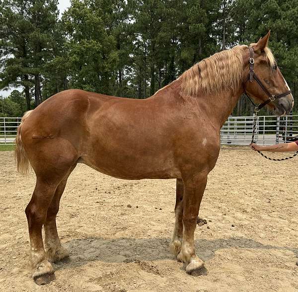 sorrel-belgian-mare