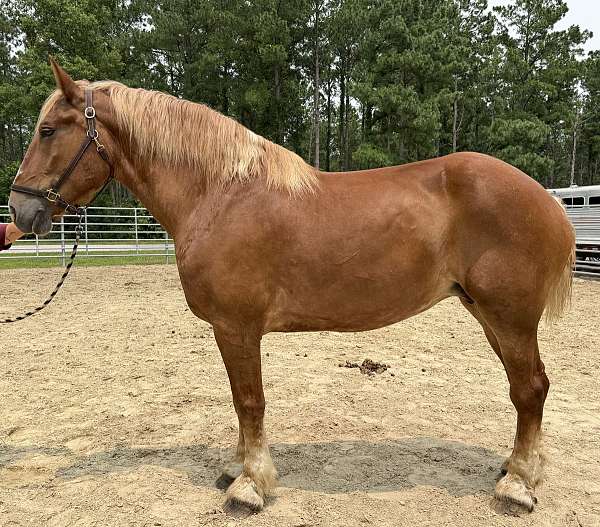 sorrel-mare-for-sale