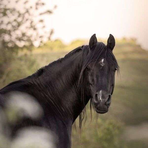 15-hand-arabian-stallion