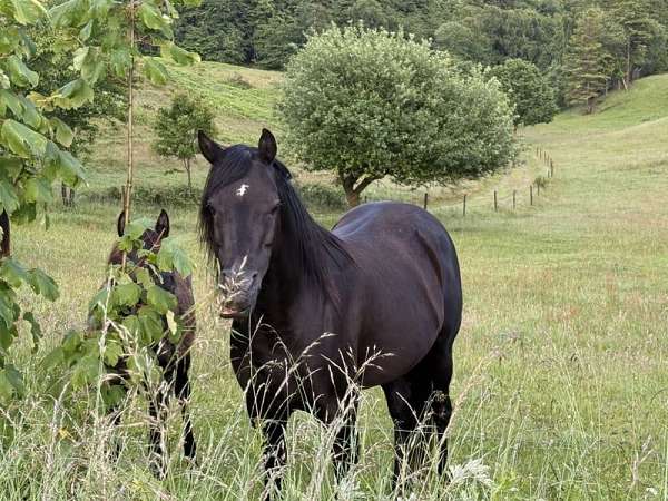 15-hand-arabian-horse