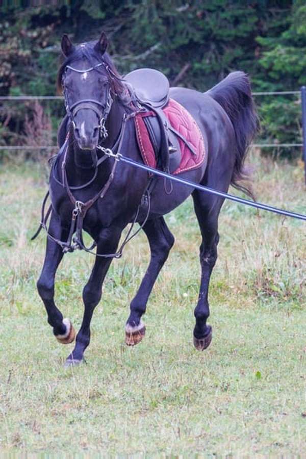 15-hand-stallion