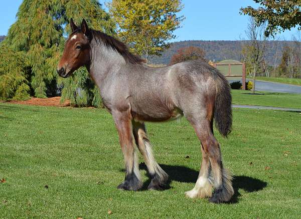 hind-right-white-sock-horse