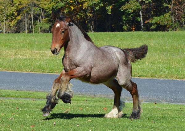 bay-roan-hind-right-white-sock-horse