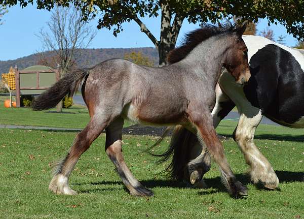 bay-roan-tiny-white-star-horse