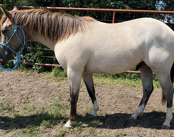 all-around-quarter-horse