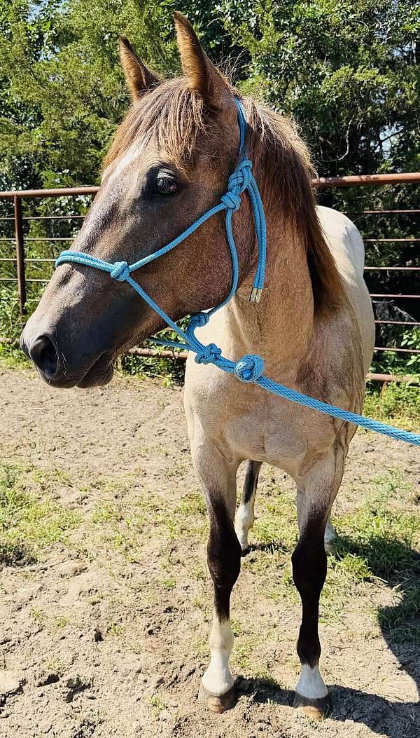 barrel-quarter-horse