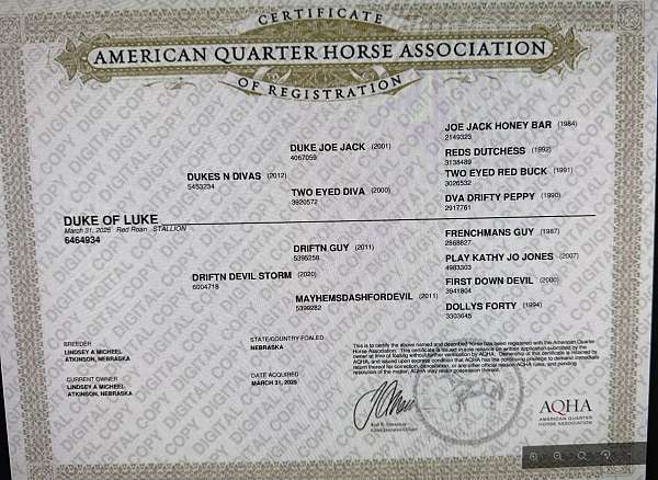 barrel-racing-quarter-horse