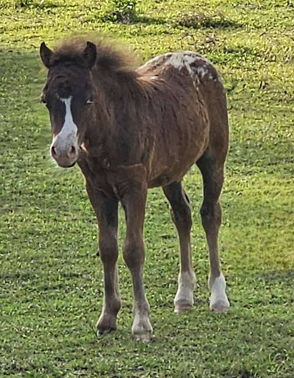 half-strip-horse