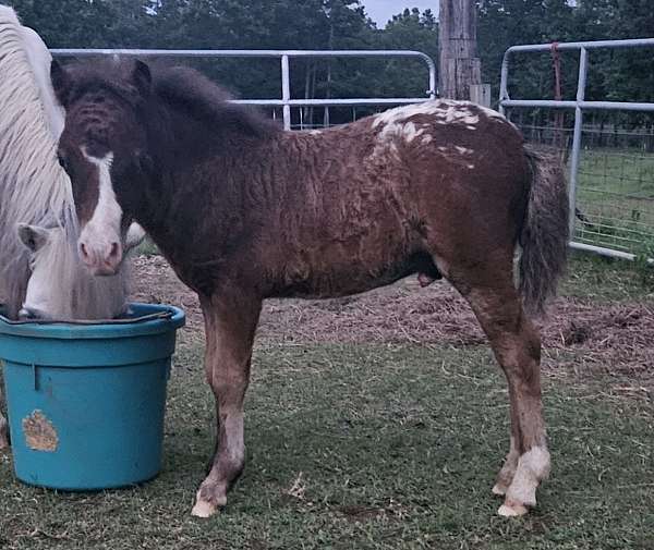 bay-half-strip-horse