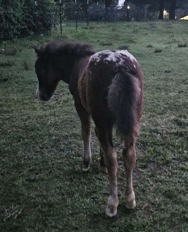 bay-white-muzzle-horse