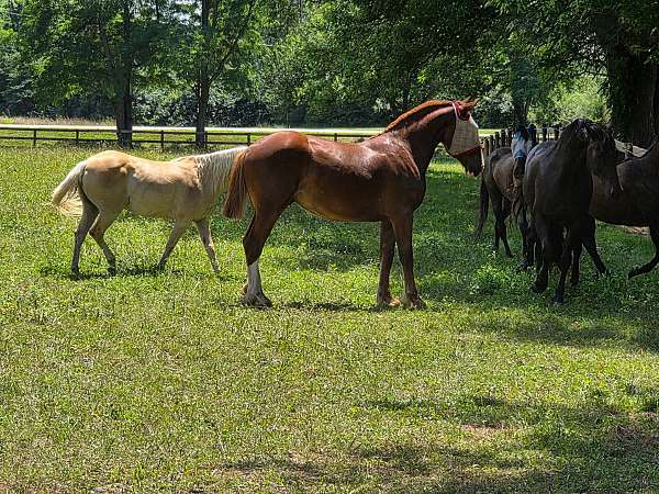 anything-belgian-horse