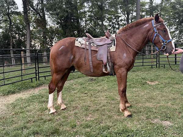 blue-belgian-horse
