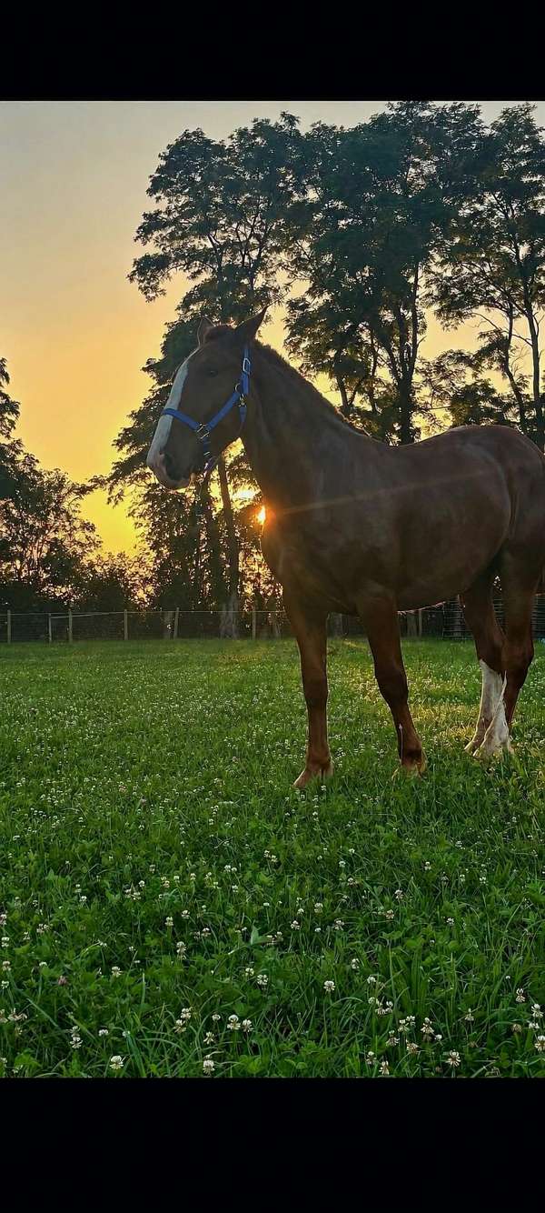 brown-white-foundation-horse