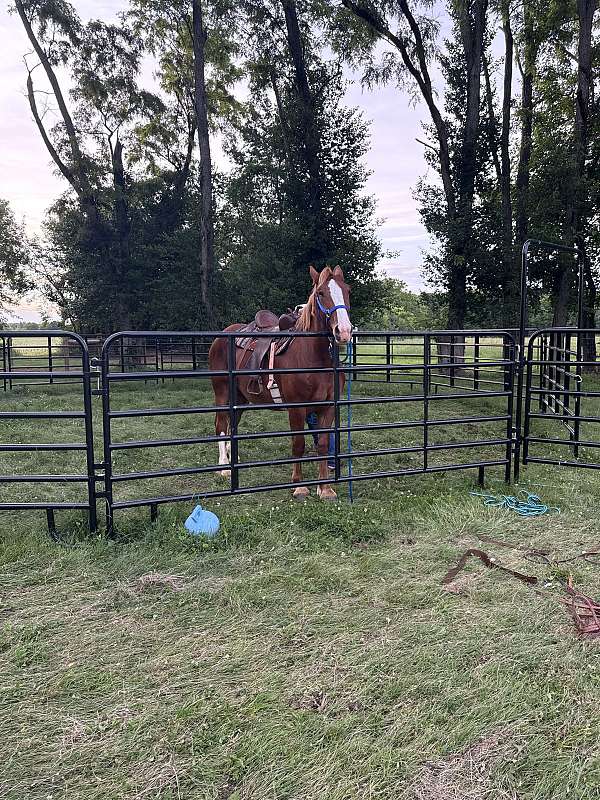 brown-white-belgian-draft-gelding