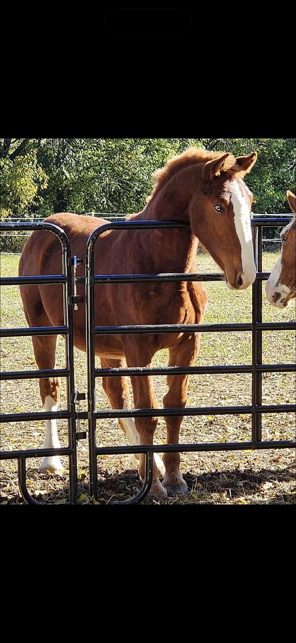 brown-white-finished-horse