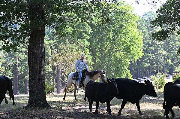 beginner-quarter-horse