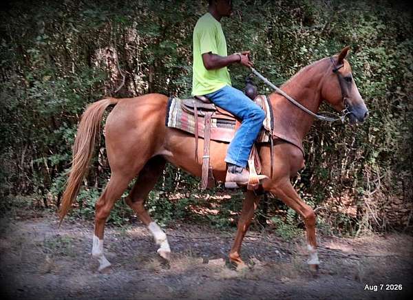 reliable-mare-quarter-horse