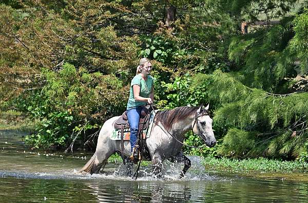 western-quarter-horse