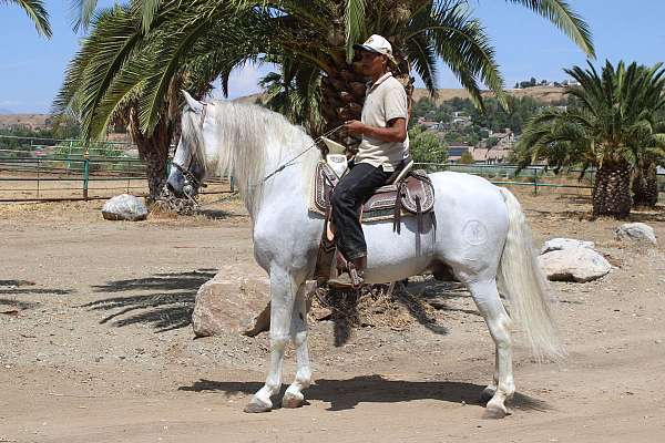 all-around-andalusian-horse
